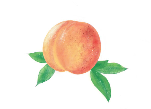 油桃水彩插畫(huà)