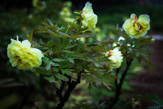 雨打残花