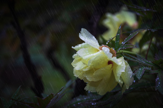 雨打残花