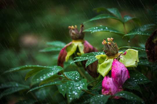 雨打残花