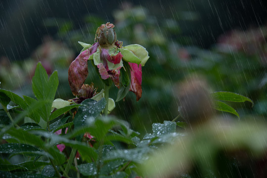 雨打残花