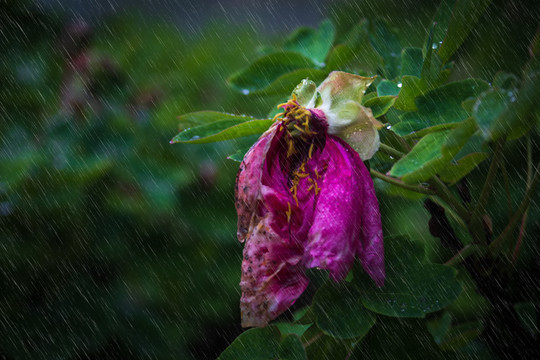 雨打残花