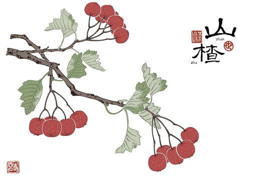 山楂