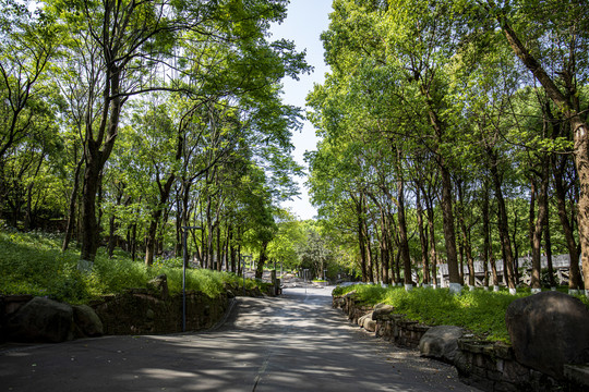 川美香樟林波浪路