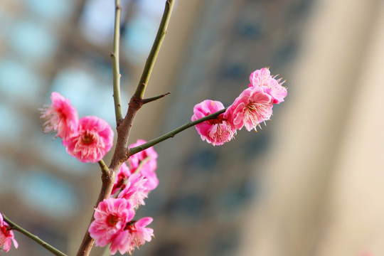 红色梅花盛开