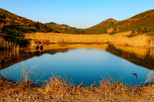 东白山秋色