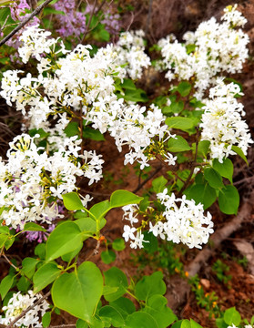 丁香花