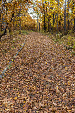 秋季树林小路落叶