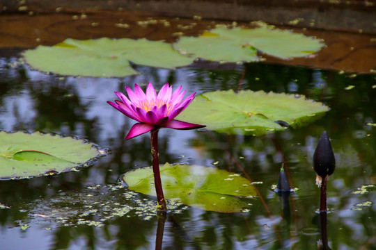 莲花