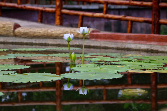 莲花