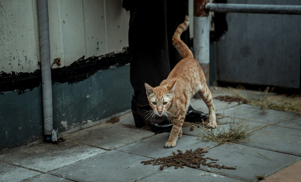 曼谷市街头行走的橙色流浪猫。