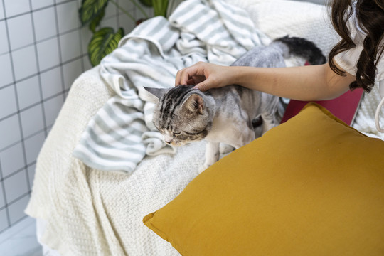 美丽性感的泰国女人在客厅的沙发上玩猫。