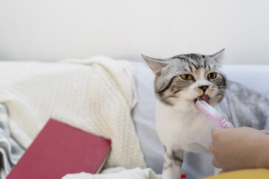 蓬松的猫在客厅的沙发上吃着舔粉色的猫零食。