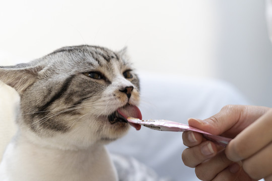 特写绒毛猫舔吃猫零食从人类的手。