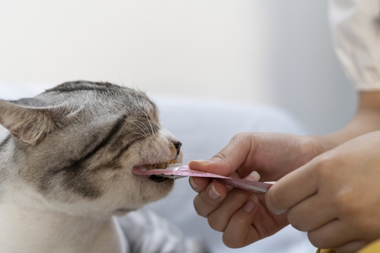 特写绒毛猫舔吃猫零食从人类的手。