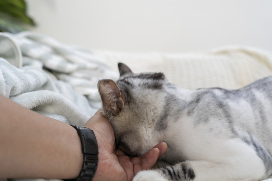 毛茸茸的胖乎乎的猫在沙发上休息，而人类的手在它的脸上摩擦。