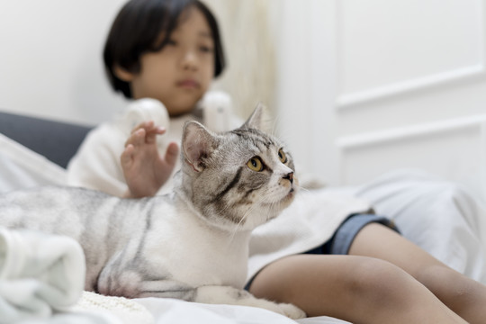 绒毛猫坐在沙发上的小男孩旁边。动物和人类之间的联系。小男孩，一只猫。