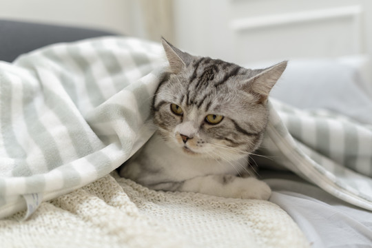 毛茸茸的猫在床上的毯子下休息。