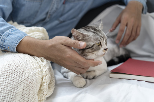 在沙发上和猫玩的人。人揉猫头。和猫玩。