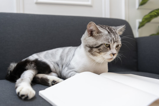 毛茸茸的猫在沙发上看书。