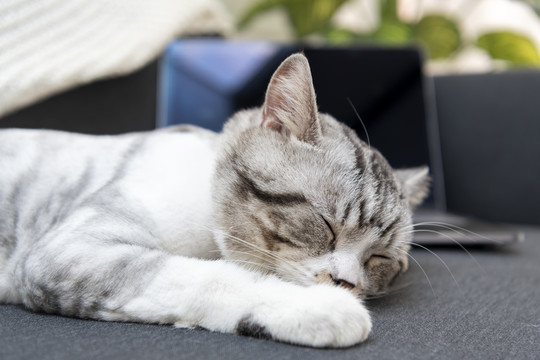 毛茸茸的猫睡在笔记本电脑旁边的沙发上。