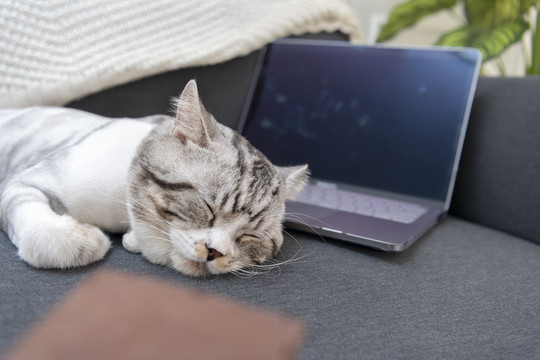 人类试图用食物引诱猫来唤醒它。猫睡在笔记本电脑旁边的沙发上。