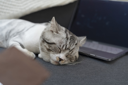 人类试图用食物引诱猫来唤醒它。猫睡在笔记本电脑旁边的沙发上。