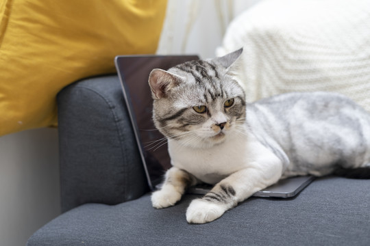 毛茸茸的猫躺在笔记本电脑上试图打断人类的工作。