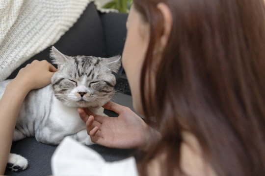 毛茸茸的猫在客厅里和美女玩。