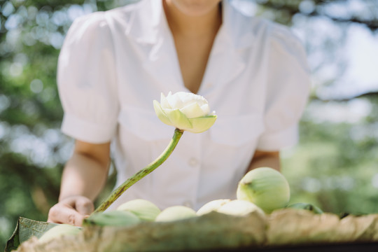 当女人折花瓣时，在大树下的木屑上剪下的白莲。