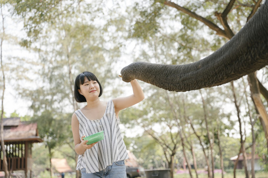 生态旅游-美女鲍勃发型喂养大象从树干。