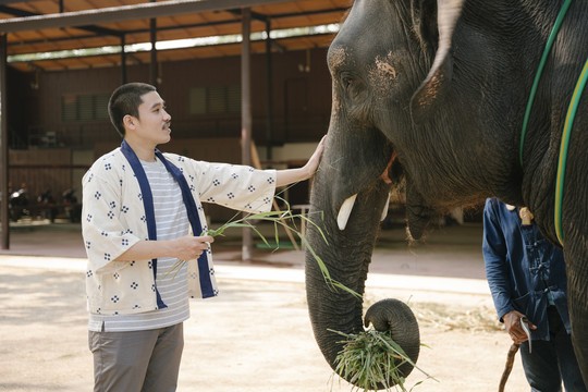 生态旅游-亚泰游客光头人用一束长草喂大象。