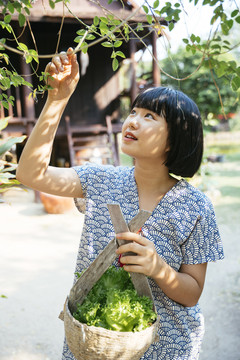 生态旅游-美丽的亚洲泰国鲍勃发型收获蔬菜水果从树上。