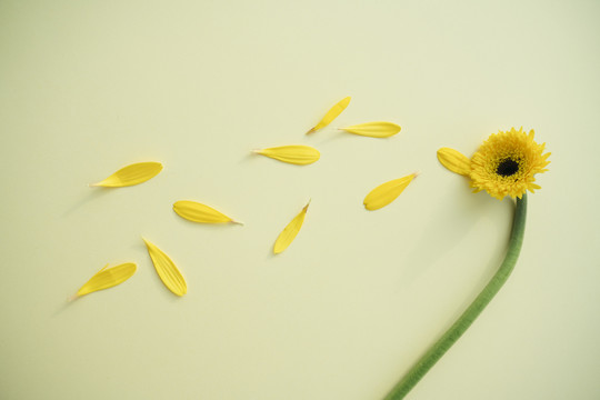 黄色的向日葵留下花瓣花粉随风飘扬。花期。