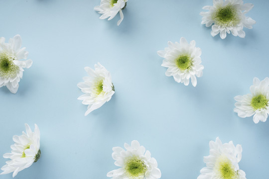 在明亮的蓝色背景上的白色盛开的花。植物学概念。