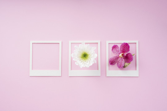 白色框架模型，粉色背景上有花朵。复制空间。