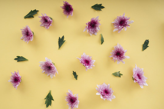 顶视图-黄色背景上的紫色花朵。复制空间。