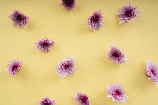 顶视图-黄色背景上的紫色花朵。复制空间。