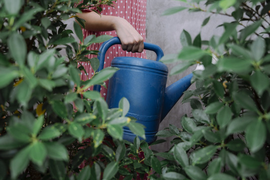 美丽的泰国亚裔女子在花园里种植深色短发疣状植物。