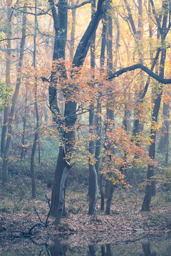 深秋的小树林