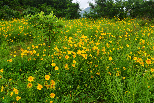 金鸡菊