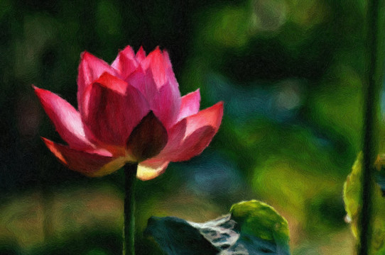 荷花油畫