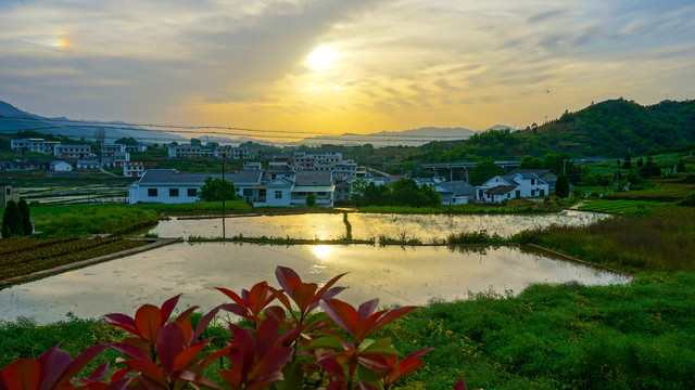 中峰贡米田园