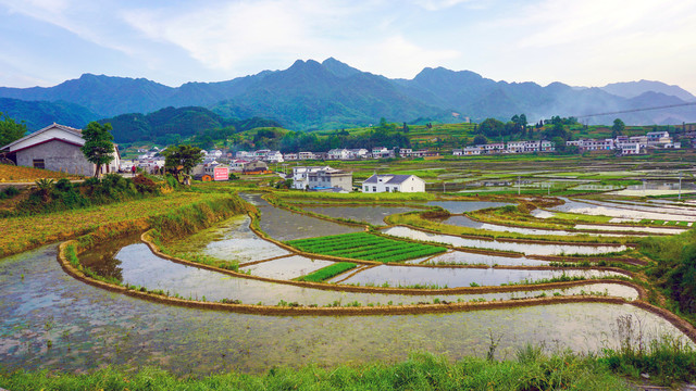 中峰贡米田坝