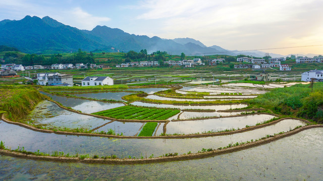 中峰贡米稻田