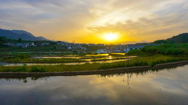 中峰贡米田红太阳