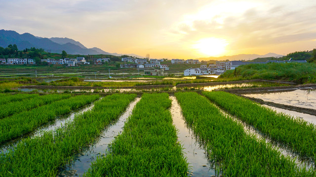 中峰贡米田十