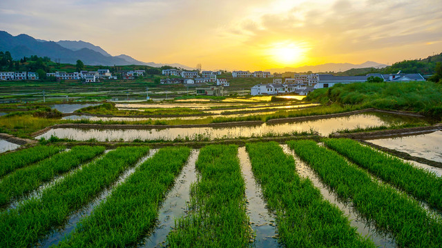 中峰贡米田九