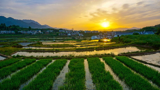 中峰贡米田八