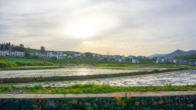 中峰贡米田二